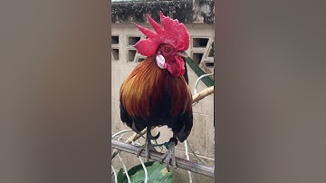 ไก่ต่อ หูขาวเกรดพ่อพันธ์ หงอนใหย่ๆเลื่อนๆ สวยๆคับ กันต์ชุมพร