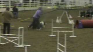 South Paws K-9 CPE Jackpot Level 2