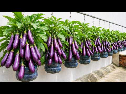 Turn Old Water Jugs Into Hanging Balcony Eggplant Planters