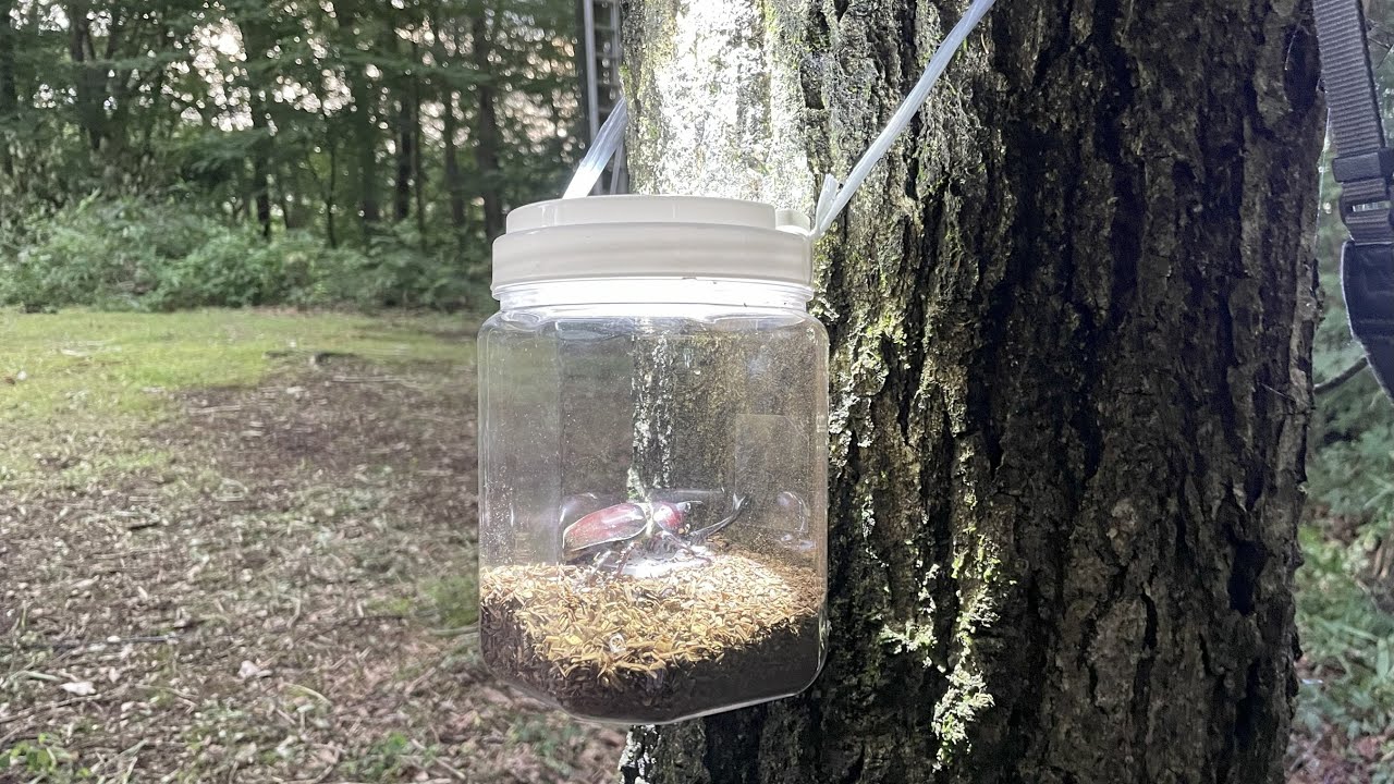 家の庭でフェロモントラップの誘虫力を調べた結果...【2025年カブトムシ・クワガタ採集】