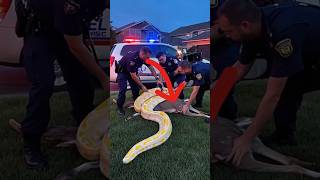 Police Heroically Rescue Deer from Giant Python | Real Jungle Rescue!#AnimalRescue #ViralShorts