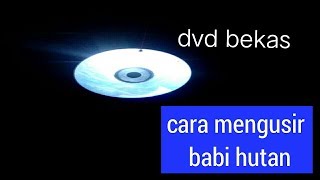 cara mengusir babi hutan [part 5]. #how to drive away wild boar [part 5]#