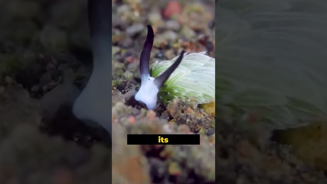 "The Solar-Powered Sea Slug: Nature's Living Solar Panel 🌱☀️"  