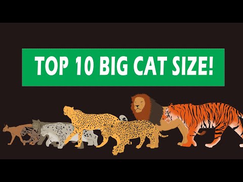 Big Cats Size Comparison