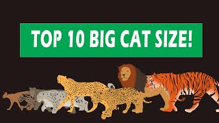 Some big cat size comparisons : r/badassanimals