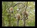 Be the Creature - Lemurs