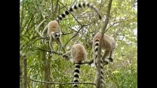 Be the Creature  Lemurs