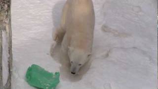 雪穴ぴったり！ホッキョクグマ~Polar Bear,The snow cave which suits bodily size well