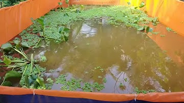 Nuôi Cá Sặc Rằn Trong Bể Lót Bạt #2 | minh đoàn tô