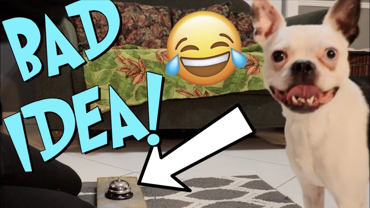 Ring the bell, get a treat! BAD IDEA for my Boston Terrier