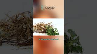 Difference Between Nettle Root and Nettle Leaf? | #Nettle #Root #Herb Details