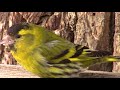 Зимующие птицы на кормушках || wintering birds on feeders