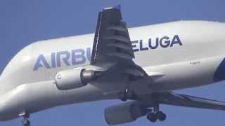 Airbus Beluga A300St F-Gstd Landing Approach Hamburg Finkenwerder