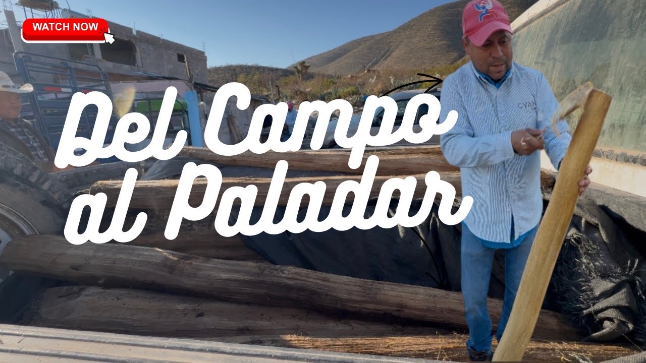 QUIOTE: UN OFICIO MEXICANO QUE POCOS CONOCEN 🌵🇲🇽 