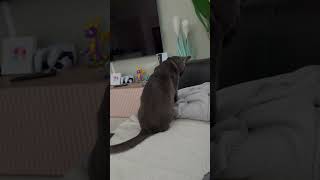 Oh, Biscuit! #petbehavior #shorts #cat #russianblue #pets #kitten