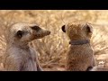 Will Flower's Daughter Be EXILED From Meerkat Manor?! | Meerkat Manor | Animal Planet