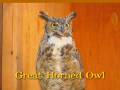 Great Horned Owl hooting.