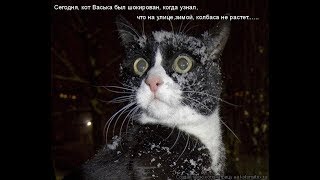 Коты и зима, смешные моменты Коты и зима, смешные моменты