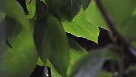 سورة مريم بصوت لا يوصف للقارئ الطيب ابراهيم