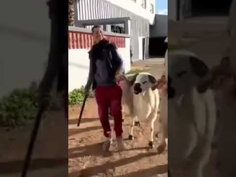 تبارك الله على سردي بلادي 