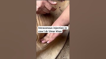 Intravenous injection in cow l dr Umar khan