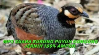 MP3||SUARA BURUNG PUYUH GONGGONG JERNIH PALING GACOR