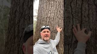Mysterious findings in the woods