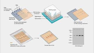 Unlocking Rnas Secrets Exploring Northern Blot Atp For Learning