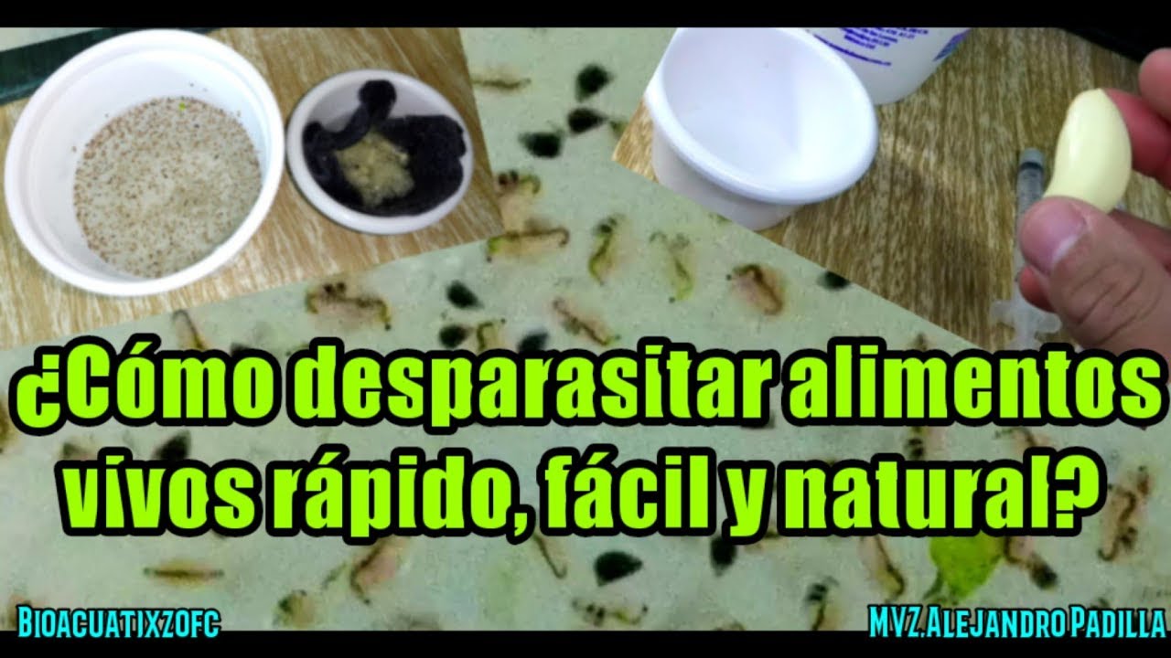 Como desparasitar alimento vivo para peces