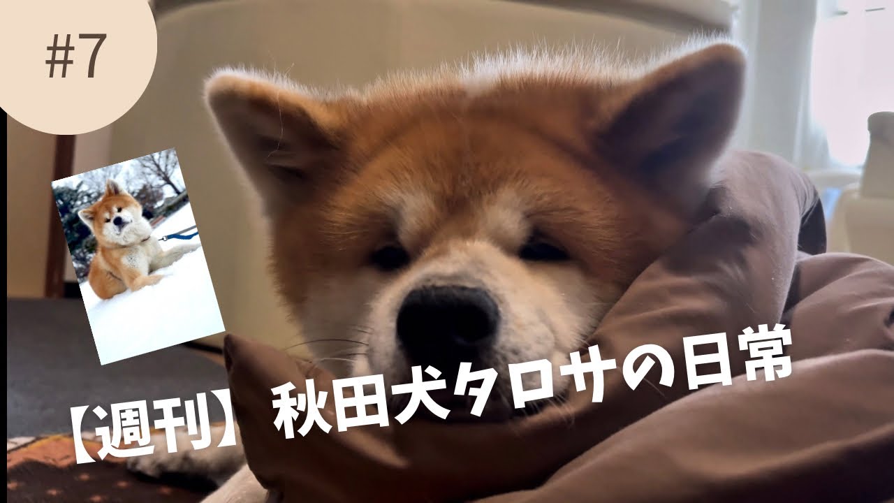 【週刊】秋田犬タロサの日常 vol.7