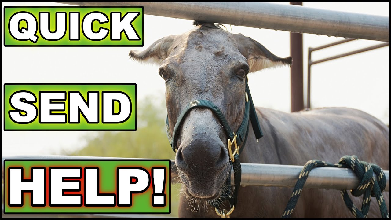 Cisco The Mini Donkey Gets A Bath!