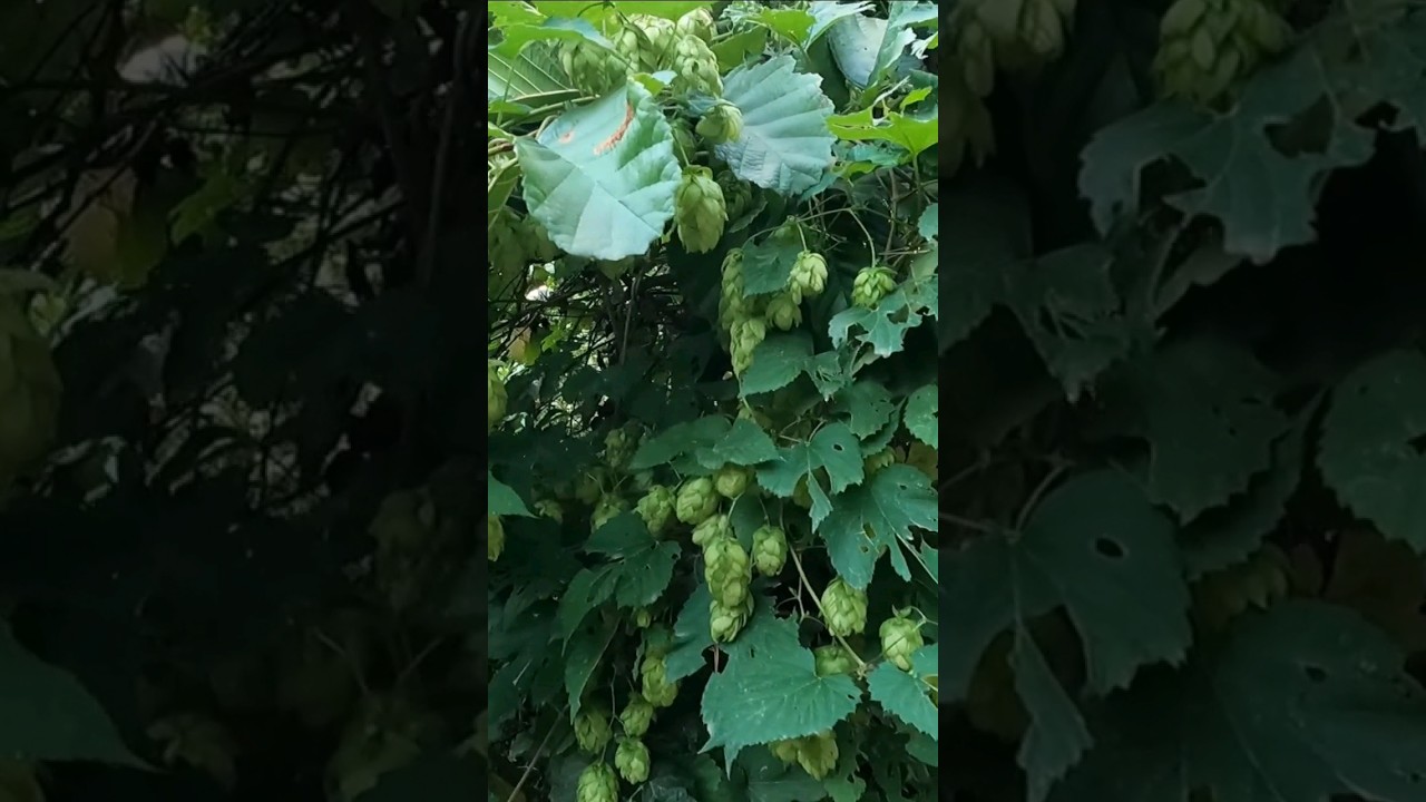 Wild Hops (Humulus Lupulus)