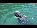 くじら浜海水浴場 in 太地町