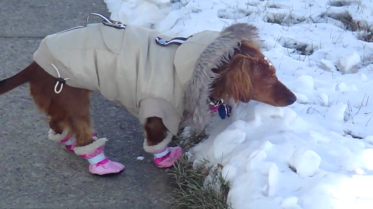 The Dachshund Bootie Walk. YouTube