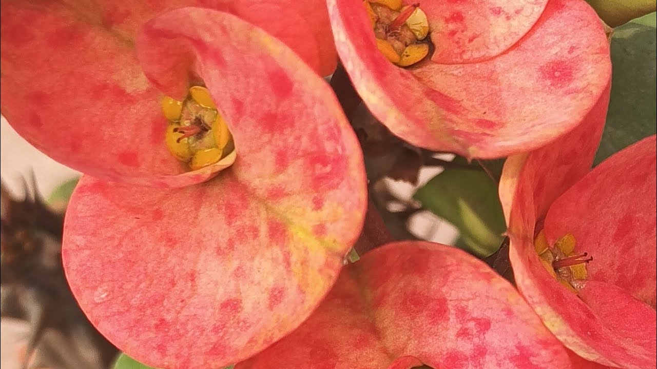 #plant kaise lagye ☘️☘️