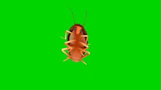 Dancin Roach Green Screen1080P