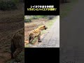 レイヨウを巡る争奪戦 リカオンとハイエナが激突！のサムネイル