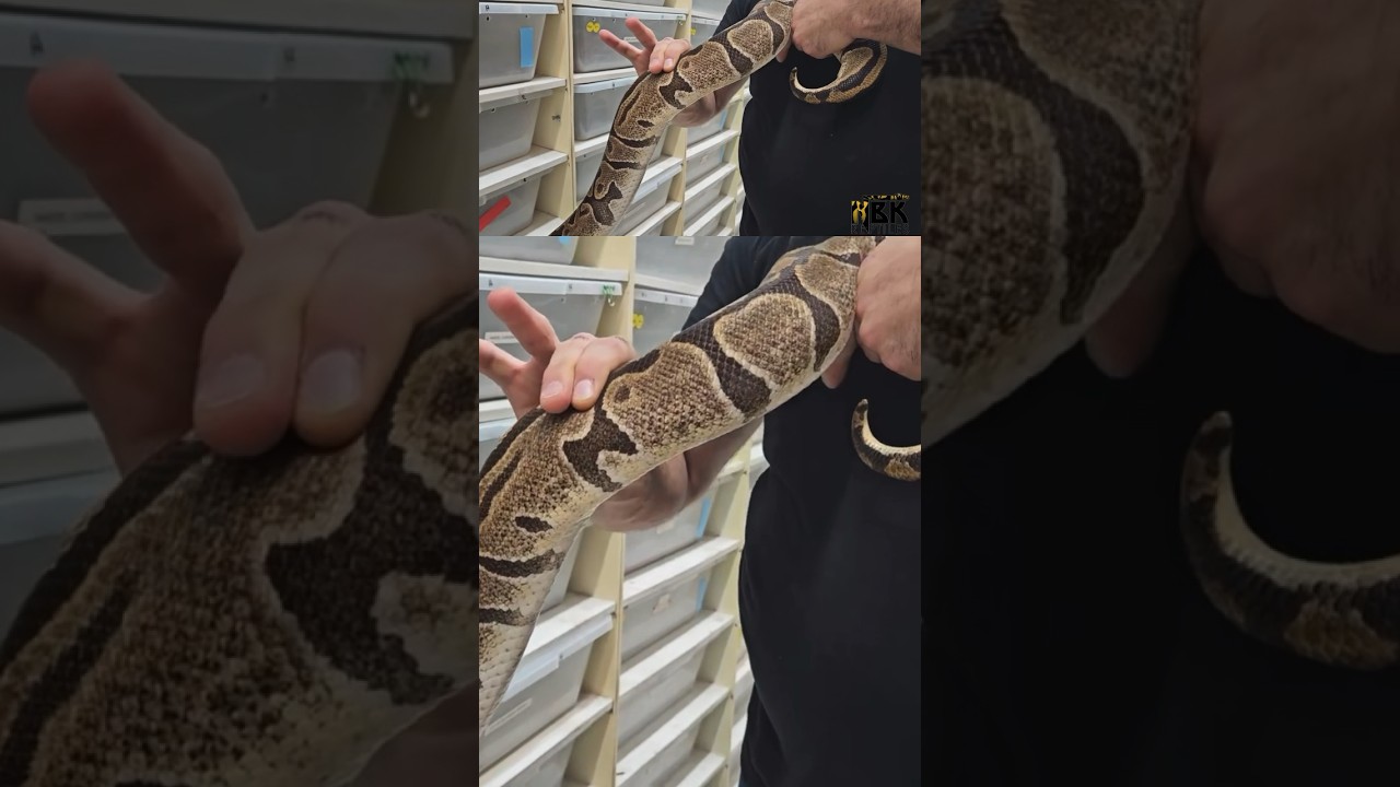 How to feel the follicles of your female ball pythons 