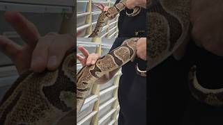 How to feel the follicles of your female ball pythons #ballpythonbreeding
