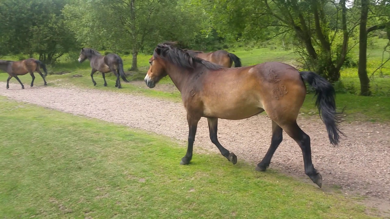 Wild Horses In Sutton Park 20170705 130819 YouTube
