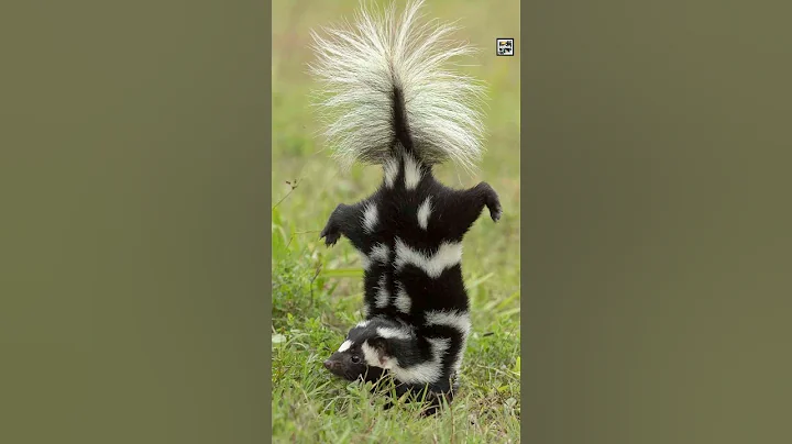 Quick Skunk Facts - The Stink Bomb Sniper - Animal a Day #shorts