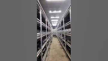 Button Mushroom  scientific name Agaricus bisporus  🍄 #shorts