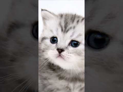 kitten-gif-live-wallpaper-|-kitten-wallpaper-cute-|-sweet-baby-cat-wallpaper