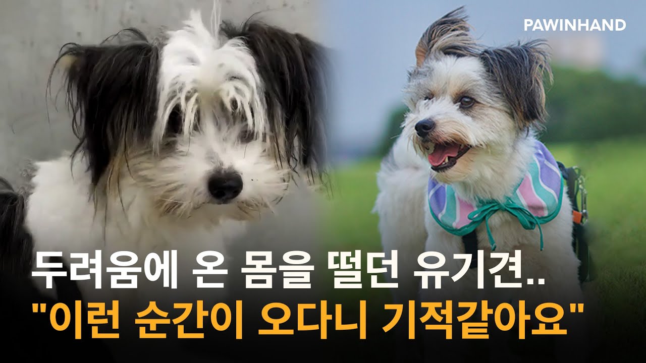 사시나무 떨듯 온몸을 떨던 유기견.. 이 아이에게 행복을 알려주고 싶었습니다ㅣ유기동물 입양ㅣ유기견입양ㅣ유기견 입양후기ㅣ입양 후 변화