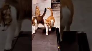 Exercisecat🐅#treadmillscenery#cat#catlover#shots#runningcat#youtubeshorts#viralvideo