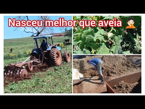 Spoiled silage # wrecking the juá plantation 🫣🤣🤣🤣