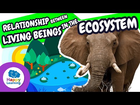Living beings and the ecosystem