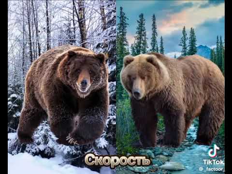Видео: сибирский бурый медведь 🐻 против гризли 🐻