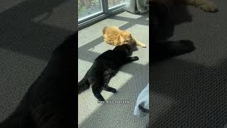 A day in my life living in downtown Minneapolis!