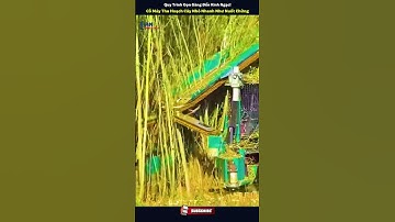 Quy Trình Gọn Gàng Đến Kinh Ngạc - Cỗ Máy Thu Hoạch Cây Nhỏ Nhanh Như Nuốt Chửng